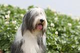 BEARDED COLLIE 014